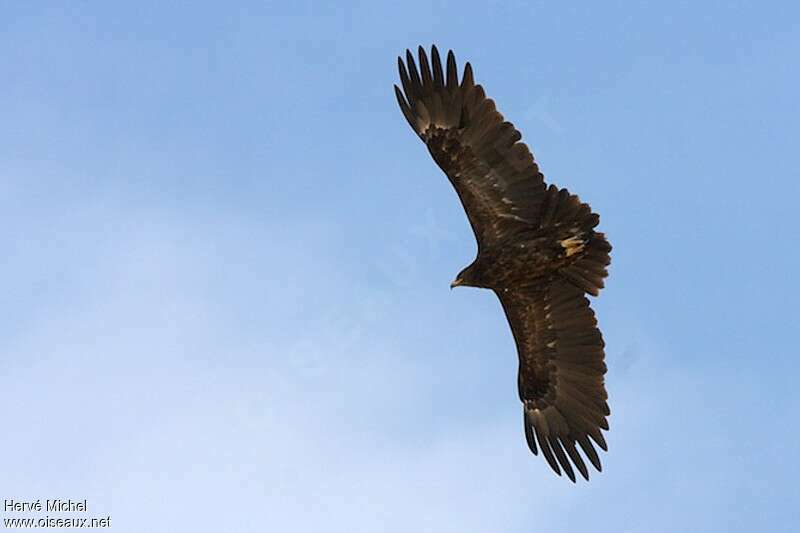 Greater Spotted Eaglesubadult, Flight