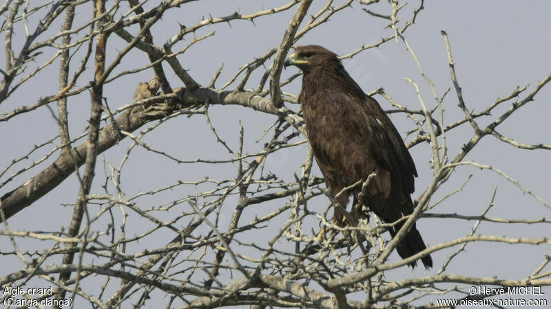 Greater Spotted Eagleadult, identification