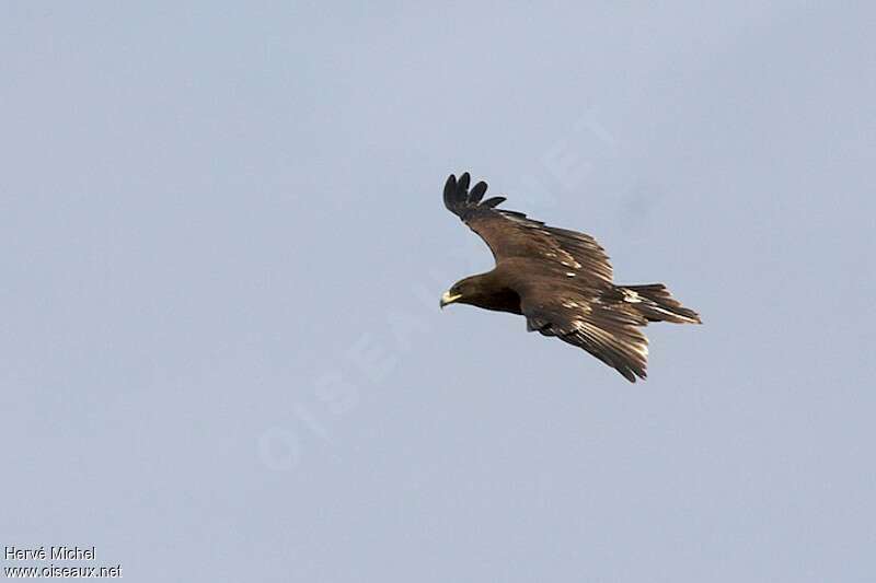 Greater Spotted Eagleimmature, identification, Flight