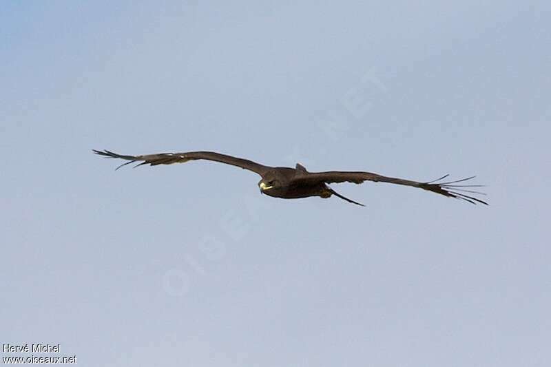 Greater Spotted Eaglesubadult, Flight, Behaviour