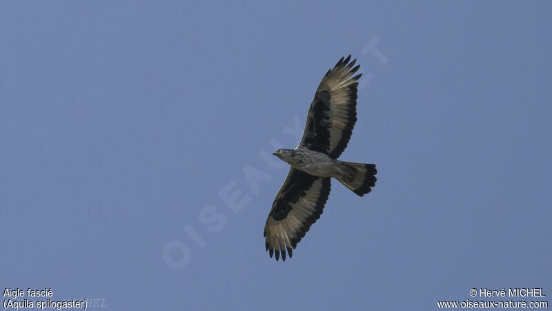 African Hawk-Eagleadult