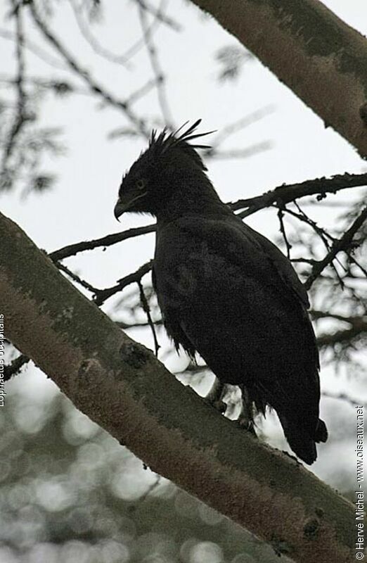 Long-crested Eagleadult