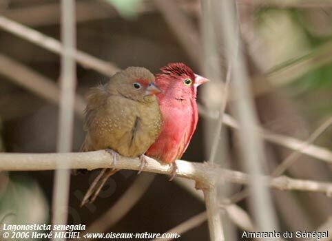 Red-billed Firefinch adult
