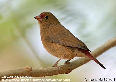 Red-billed Firefinch female