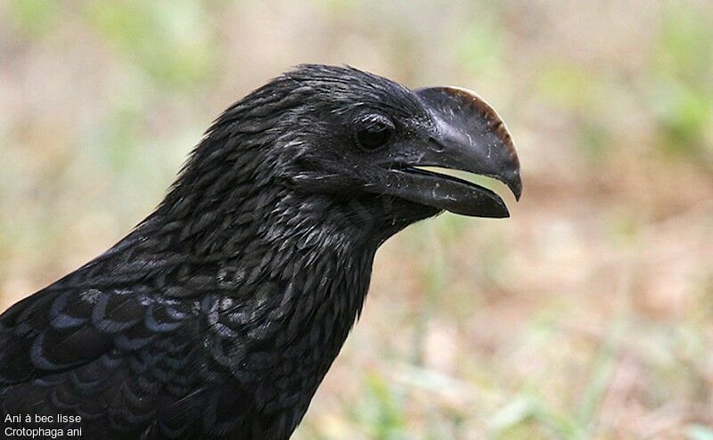 Smooth-billed Aniadult, close-up portrait