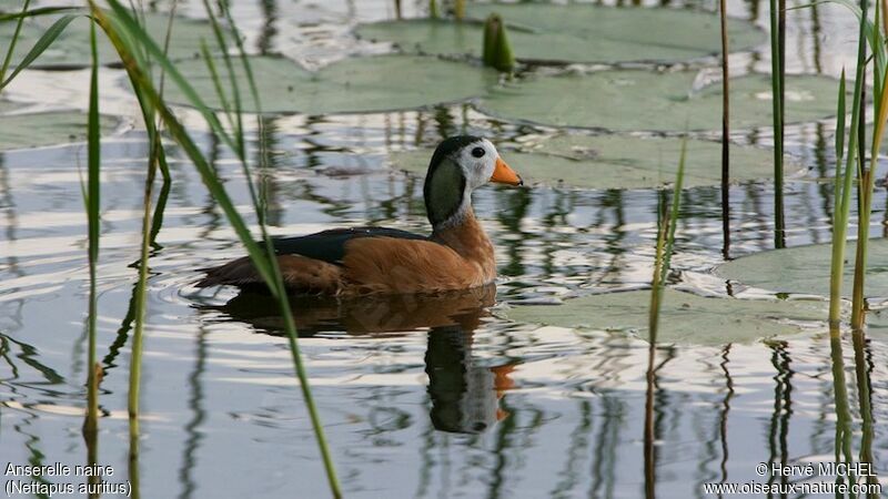 African Pygmy Goose male adult