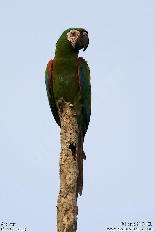 Chestnut-fronted Macawadult