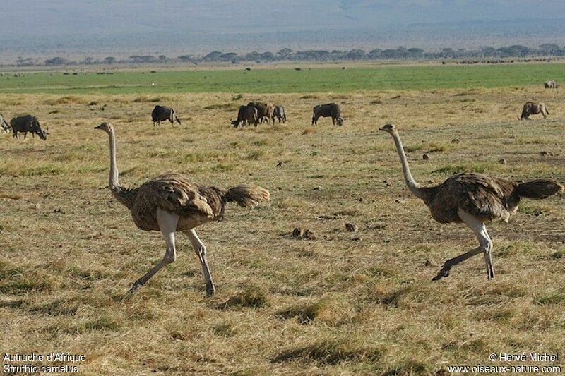Common Ostrich female