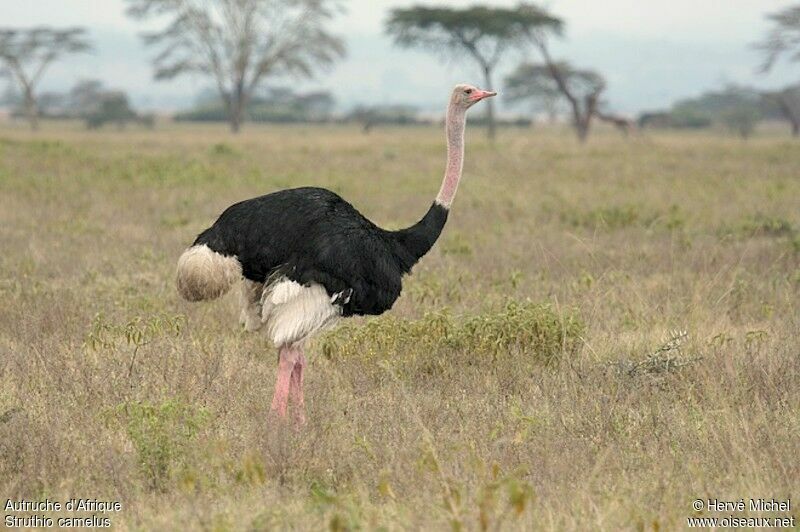 Common Ostrich male adult breeding