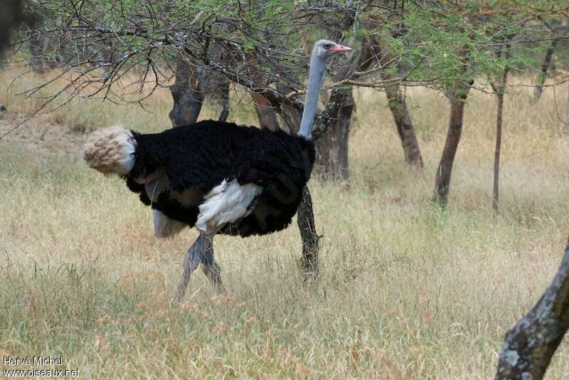 Somali Ostrich male adult breeding, identification