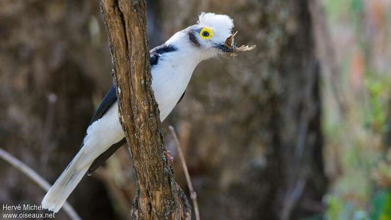 White-crested Helmetshrikeadult, feeding habits