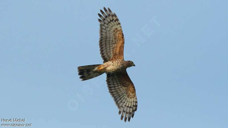 African Cuckoo-Hawkadult, Flight