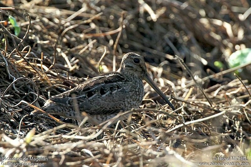 South American Snipe, identification