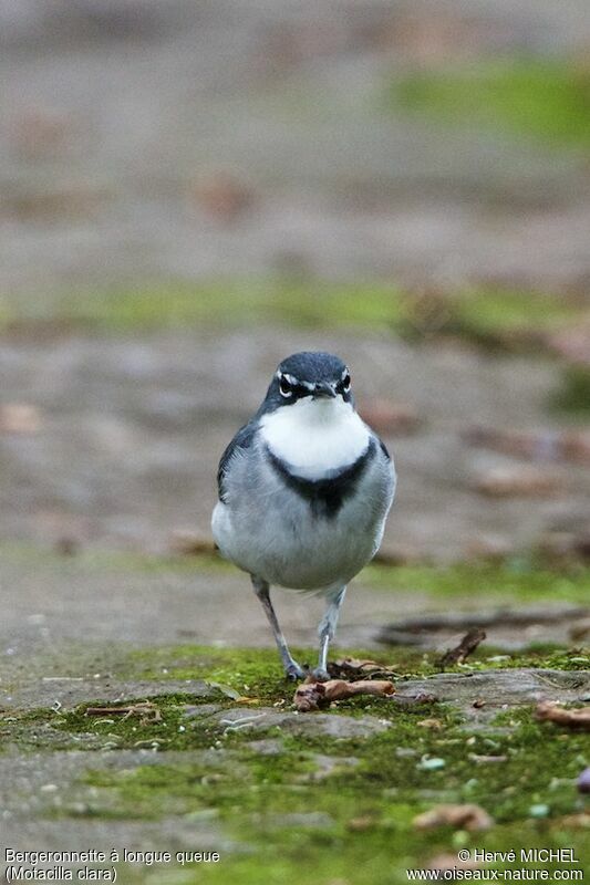Mountain Wagtail