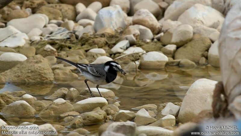 White Wagtail male adult breeding