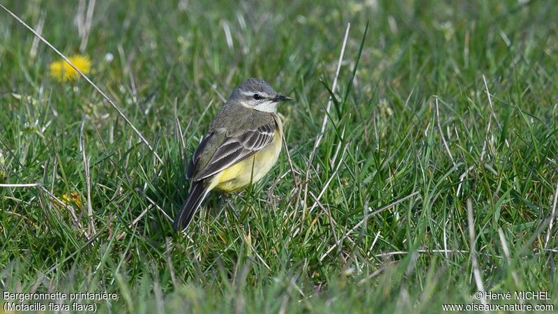 Western Yellow Wagtail female adult