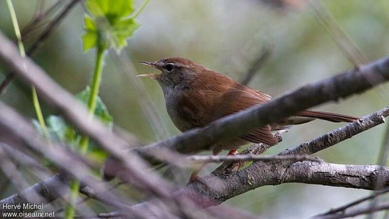 Cetti's Warbler male adult, identification, pigmentation, song