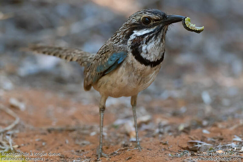 Long-tailed Ground Roller female adult