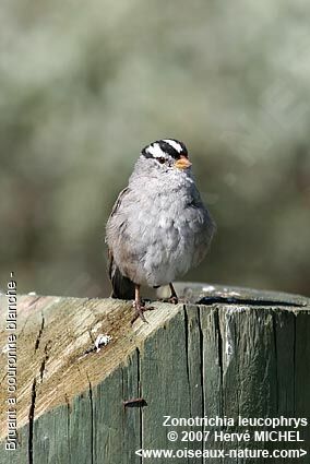 White-crowned Sparrowadult breeding