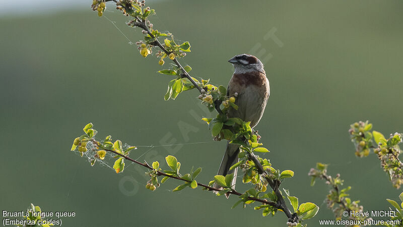 Meadow Bunting male adult