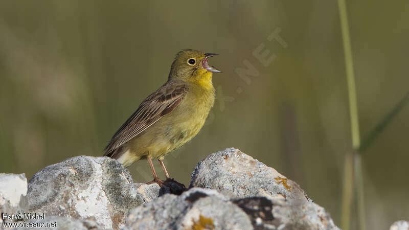 Cinereous Bunting male adult breeding, song