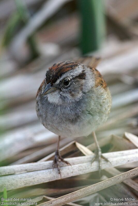 Swamp Sparrowadult breeding