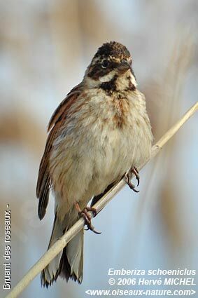 Common Reed Bunting female adult breeding