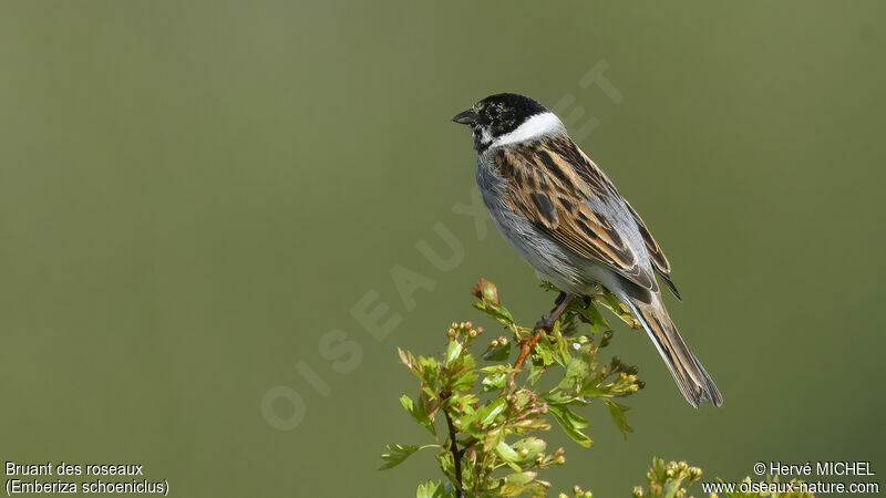 Common Reed Bunting male adult