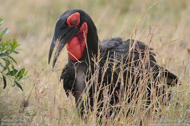 Southern Ground Hornbill male adult