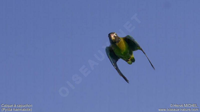 Brown-hooded Parrot