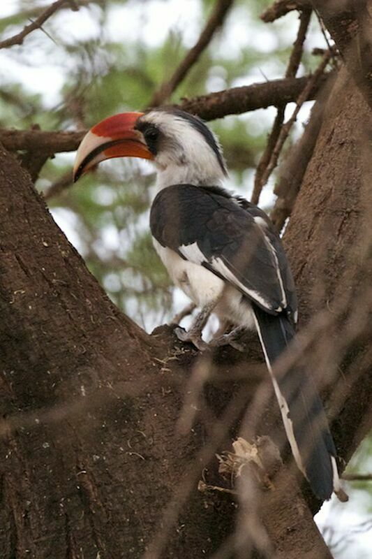 Von der Decken's Hornbill male adult breeding
