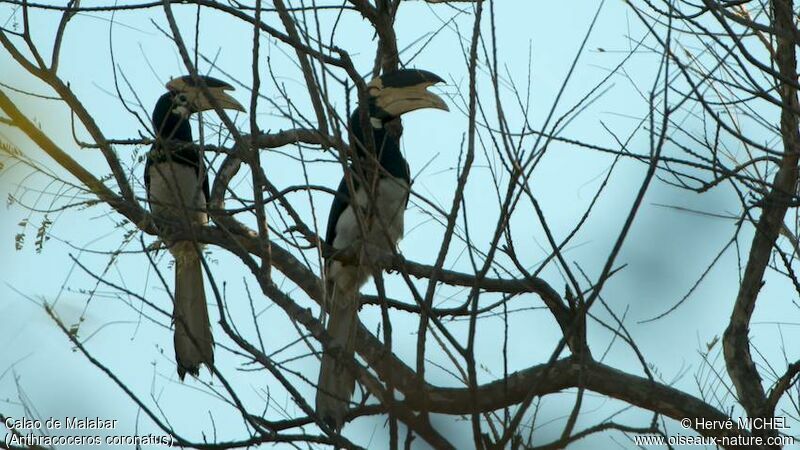 Malabar Pied Hornbill 