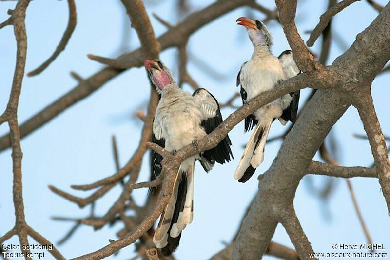Western Red-billed Hornbill adult breeding, Behaviour