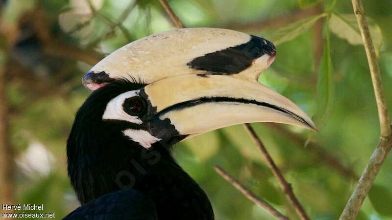 Oriental Pied Hornbill male adult, close-up portrait