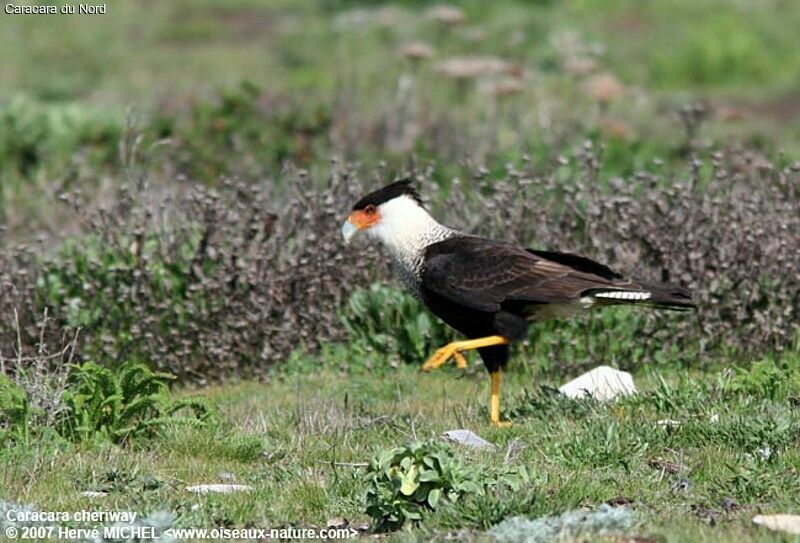Crested Caracara (cheriway)adult breeding