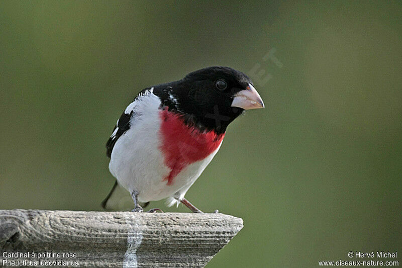 Cardinal à poitrine rose mâle adulte nuptial