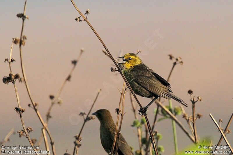 Yellow-hooded Blackbird male immature, identification