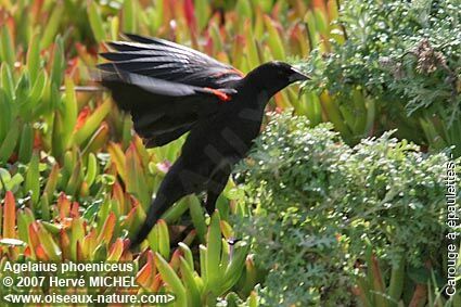 Red-winged Blackbird male adult breeding