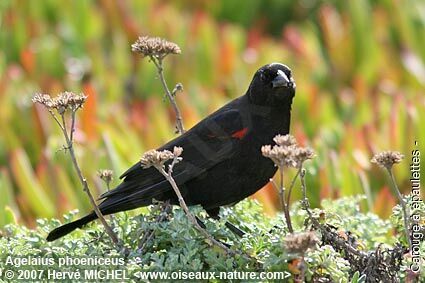Red-winged Blackbird male adult breeding