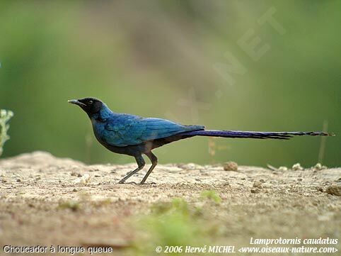 Long-tailed Glossy Starling female adult