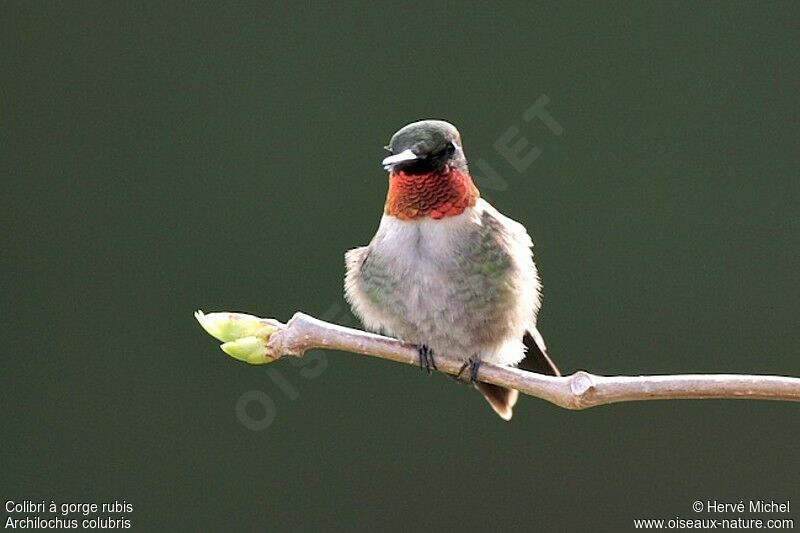 Ruby-throated Hummingbird male adult breeding