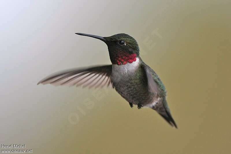 Ruby-throated Hummingbird male adult breeding, close-up portrait