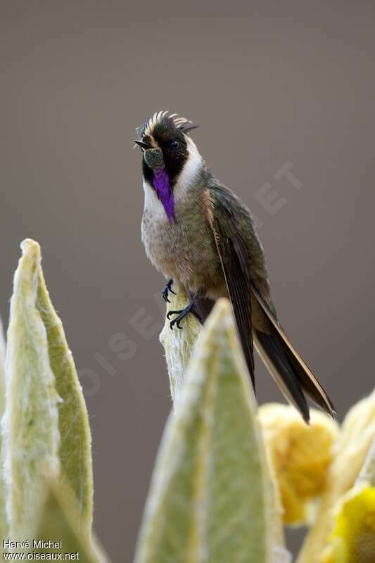 Colibri fauve mâle adulte, portrait, pigmentation