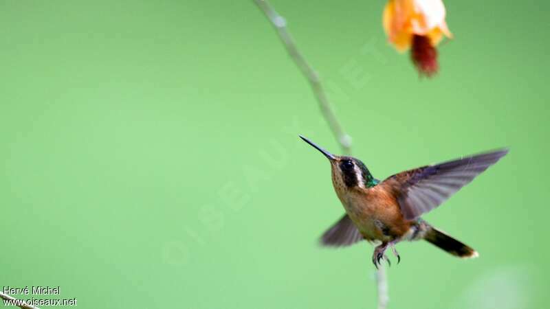 Speckled Hummingbird, pigmentation, Flight