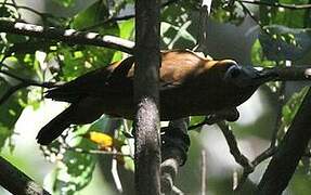 Capuchinbird
