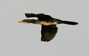 Cormoran africain