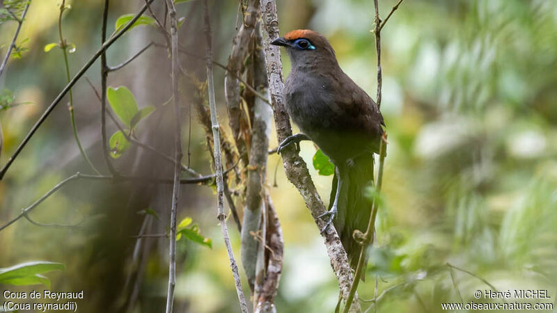 Red-fronted Coua