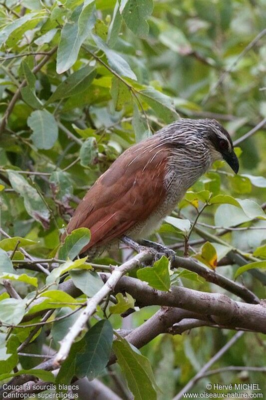 White-browed Coucal male adult breeding