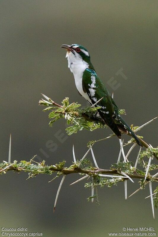 Diederik Cuckoo male adult breeding