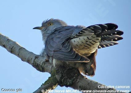 Common Cuckoo male adult breeding